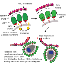 Attēlu rezultāti vaicājumam “Physarum virescens plasmodium”