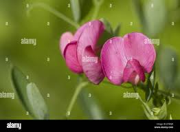 Attēlu rezultāti vaicājumam “Lathyrus tuberosus leaf”