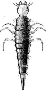 Attēlu rezultāti vaicājumam “Dytiscidae”