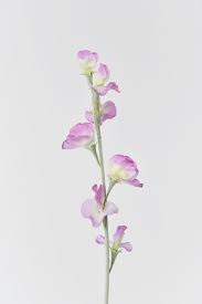 Image result for Lathyrus odoratus