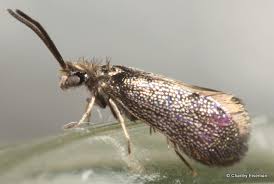 Attēlu rezultāti vaicājumam “Eriocraniidae”