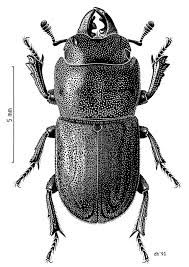 Attēlu rezultāti vaicājumam “Lucanidae”