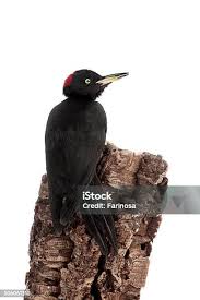 Attēlu rezultāti vaicājumam “Dryocopus martius”