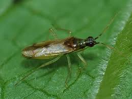 Attēlu rezultāti vaicājumam “Dicyphus sp.”