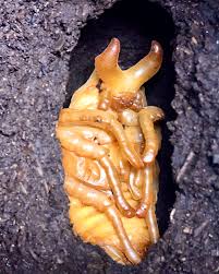 Attēlu rezultāti vaicājumam “Agrotis ripae larva”