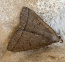 Attēlu rezultāti vaicājumam “Zanclognatha tarsipennalis”