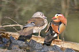 Attēlu rezultāti vaicājumam “Aix galericulata”