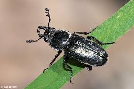 Attēlu rezultāti vaicājumam “Lucanidae”