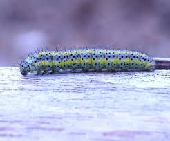 Attēlu rezultāti vaicājumam “Pontia edusa underside”