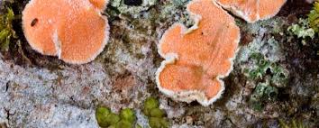 Attēlu rezultāti vaicājumam “Aleurodiscus amorphus”