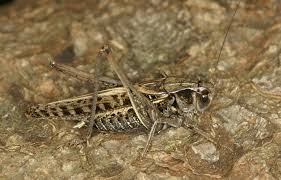 Attēlu rezultāti vaicājumam “Decticus verrucivorus”