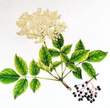 Attēlu rezultāti vaicājumam “Sambucus nigra leaf”