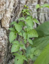 Attēlu rezultāti vaicājumam “Solanum nigrum leaf”