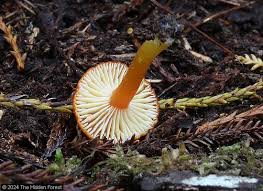 Attēlu rezultāti vaicājumam “Hygrocybe sp.”