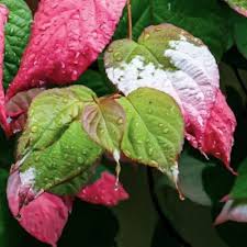 Attēlu rezultāti vaicājumam “Actinidia kolomikta”