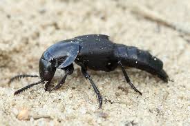 Attēlu rezultāti vaicājumam “Quedius dilatatus”