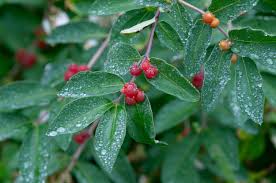 Attēlu rezultāti vaicājumam “Lonicera tatarica”