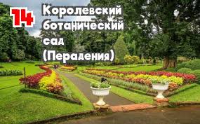 Image result for шри ланка королевский ботанический сад