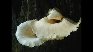 Attēlu rezultāti vaicājumam “Crepidotus applanatus”