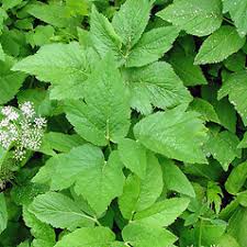 Attēlu rezultāti vaicājumam “Aegopodium podagraria flower”