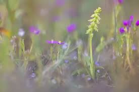 Attēlu rezultāti vaicājumam “Herminium monorchis flower”