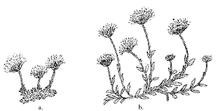 Attēlu rezultāti vaicājumam “Jasione montana leaf”