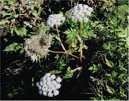 Attēlu rezultāti vaicājumam “Selinum carvifolia fruit”