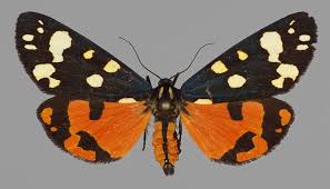 Attēlu rezultāti vaicājumam “Callimorpha dominula”