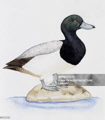 Attēlu rezultāti vaicājumam “Anseriformes”