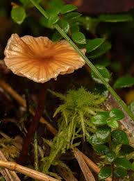 Attēlu rezultāti vaicājumam “Leocarpus fragilis stalked”