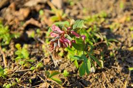 Attēlu rezultāti vaicājumam “Corydalis intermedia flower”