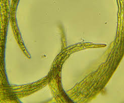 Attēlu rezultāti vaicājumam “Scorpidium cossonii”