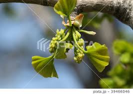 Attēlu rezultāti vaicājumam “Ginkgo biloba male flower”