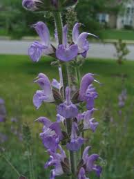 Attēlu rezultāti vaicājumam “Salvia verticillata”