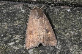 Attēlu rezultāti vaicājumam “Caradrina morpheus”