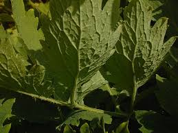 Attēlu rezultāti vaicājumam “Chelidonium majus leaf”