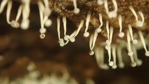 Attēlu rezultāti vaicājumam “Didymium nigripes young”