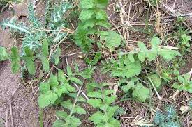 Attēlu rezultāti vaicājumam “Sisymbrium loeselii leaf”