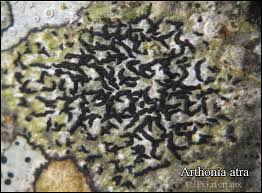 Attēlu rezultāti vaicājumam “Opegrapha atra”