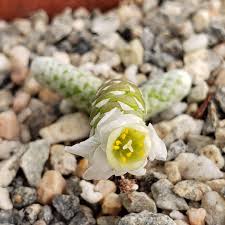 Attēlu rezultāti vaicājumam “Arenaria procera bud”