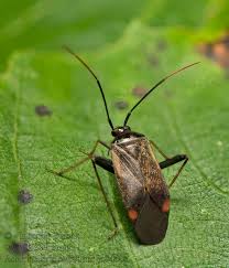 Attēlu rezultāti vaicājumam “Adelphocoris seticornis”