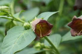 Image result for beladona