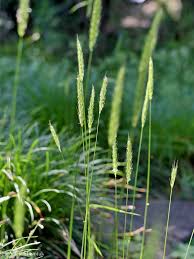Attēlu rezultāti vaicājumam “Hordelymus europaeus”