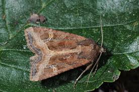 Attēlu rezultāti vaicājumam “Celaena leucostigma”