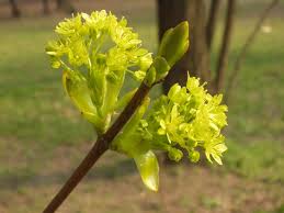Attēlu rezultāti vaicājumam “Acer platanoides flower”