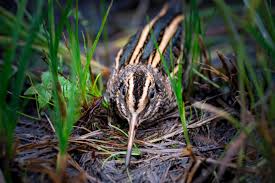 Image result for Lymnocryptes minimus