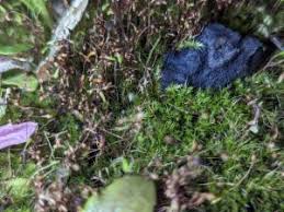 Attēlu rezultāti vaicājumam “Leptobryum pyriforme”