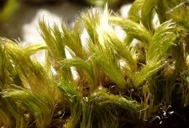 Attēlu rezultāti vaicājumam “Homalothecium sericeum”