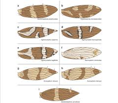 Attēlu rezultāti vaicājumam “Micropterigidae”