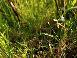 Attēlu rezultāti vaicājumam “Eleocharis uniglumis”